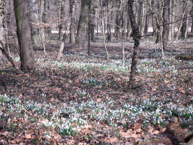 alcsuti arboretum