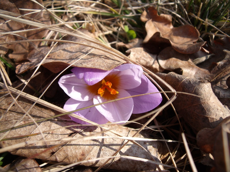 alcsuti krokusz