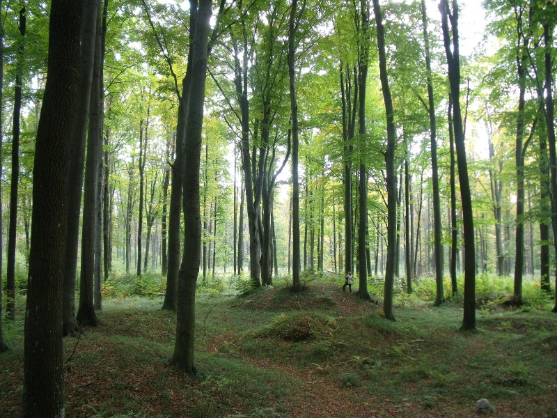 Kirándulás