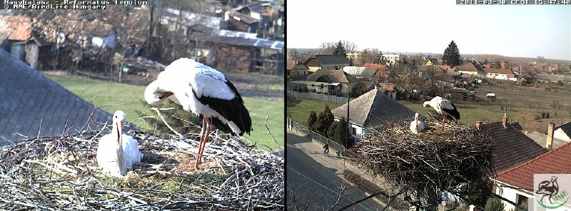 nagyhalászi gólyacsalád