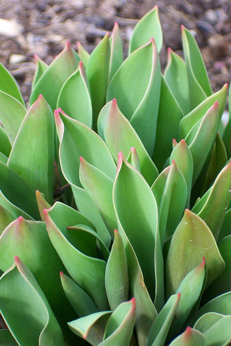 tulipán levelek