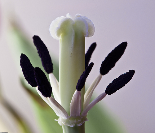 sziromtalan tulipán