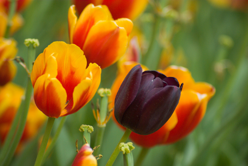 fekete tulipán
