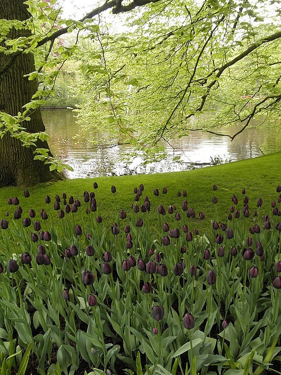 fekete tulipán mező