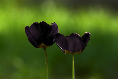 fekete tulipán