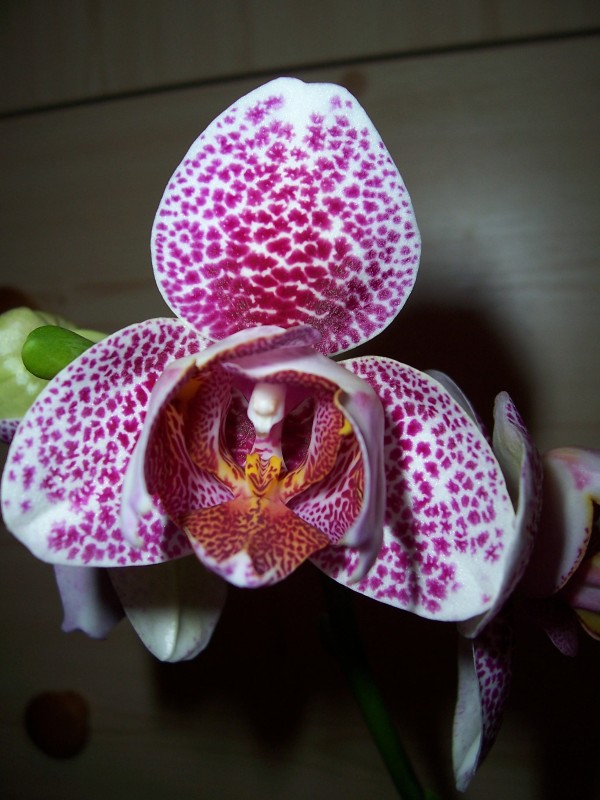 orchidea