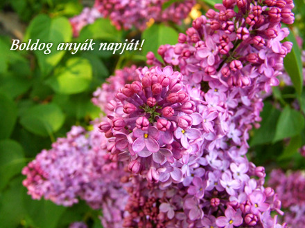 anyák napja