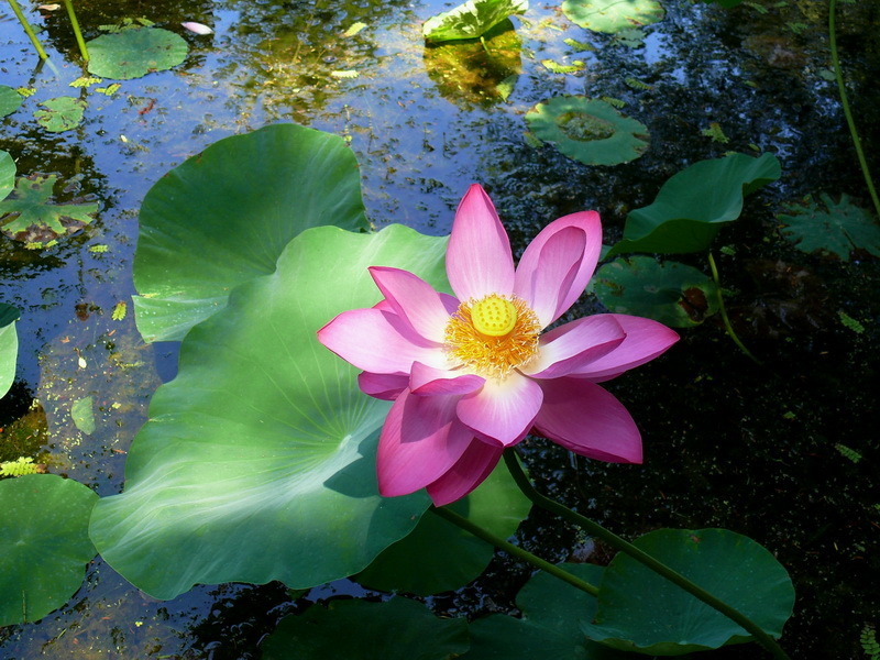 lotus