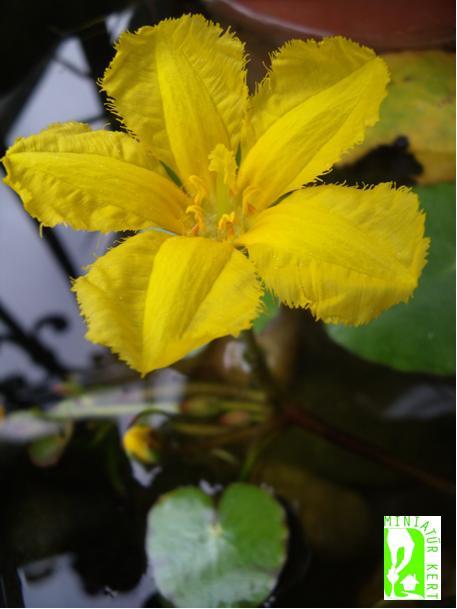 nymphoides peltata