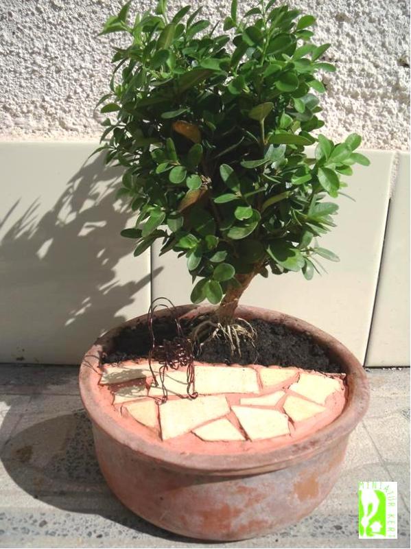 joba katalin miniature garden