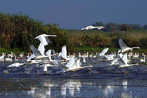 Duna Delta hattyúk