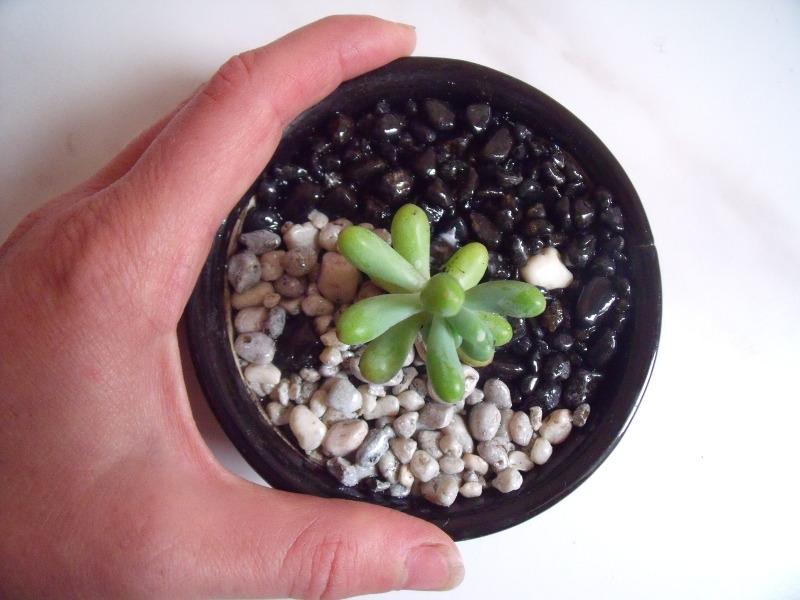 miniatűr jin-jang kert