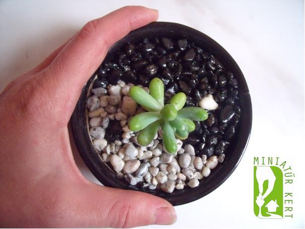 Jóba Katalin miniatűr kert