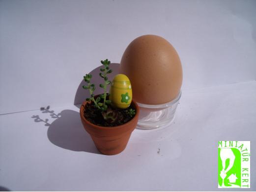 jóba katalin miniatűr kert