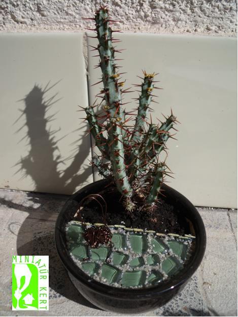 jóba katalin miniatűr kert