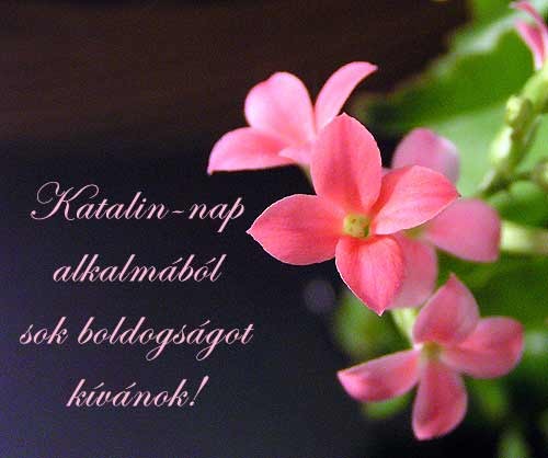 boldog katalin napot