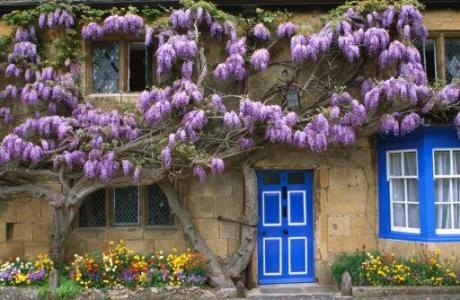 wisteria